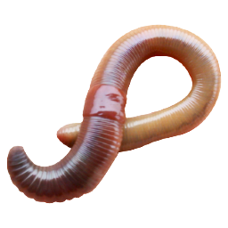 Wurm