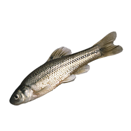 Köderfisch