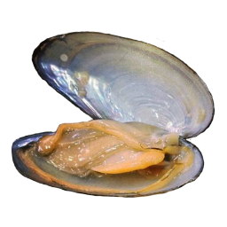 Muschel