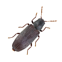 Käfer