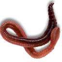 Tauwurm