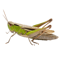 Grashüpfer