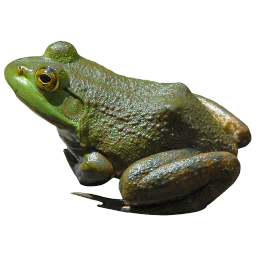 Frosch