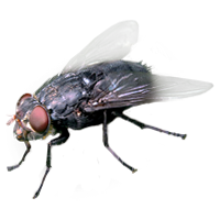 Fliege