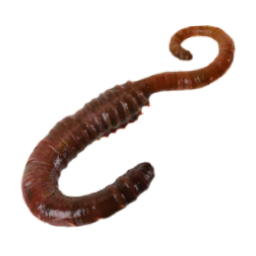 Wattwurm