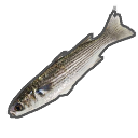 Seeköder