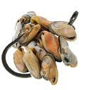 Muschelbündel