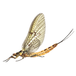 Eintagsfliege