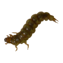 Köcherfliegenlarve