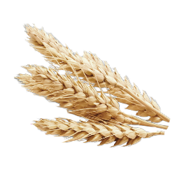 Weizenkorn