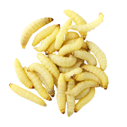 Wachsmottenlarve (Normal)