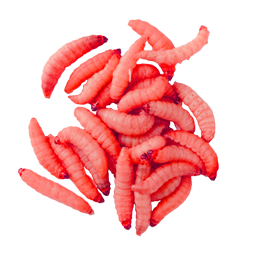 Wachsmottenlarve (Rot)