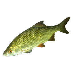 Golden Shiner