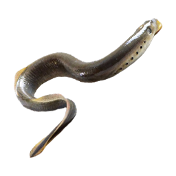 Neunaugenlarven
