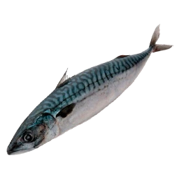Lebendköder