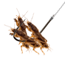 Maulwurfsgrillen