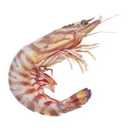 Shrimp