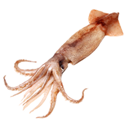 Tintenfisch