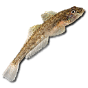 Lebende Grundel