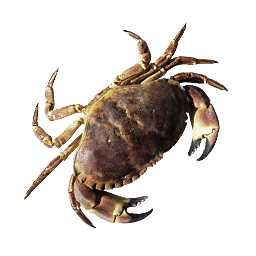 Krabbe