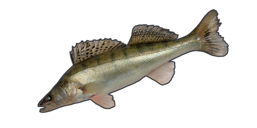 Zander