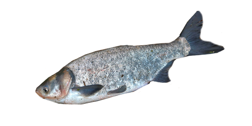 Silberkarpfen