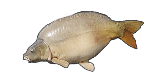 Albinokarpfen
