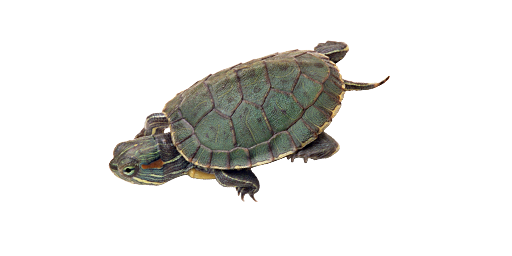 Europäische Sumpfschildkröte