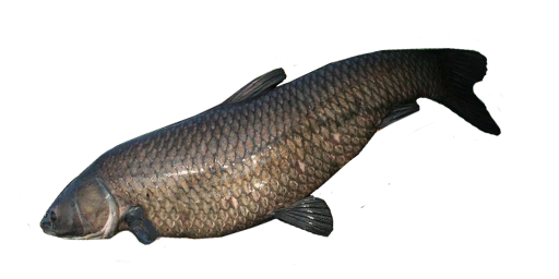 Schwarzer Amur