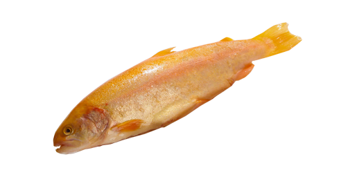 Goldforelle