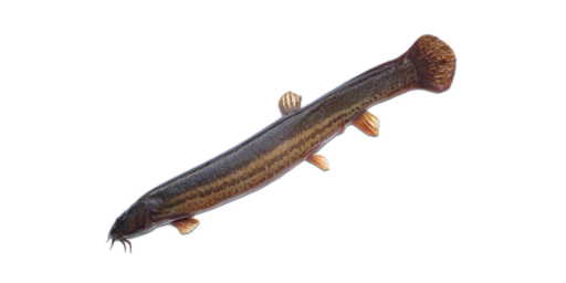 Schlammpeitzger