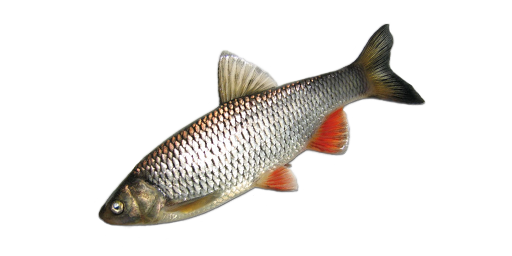 Döbel