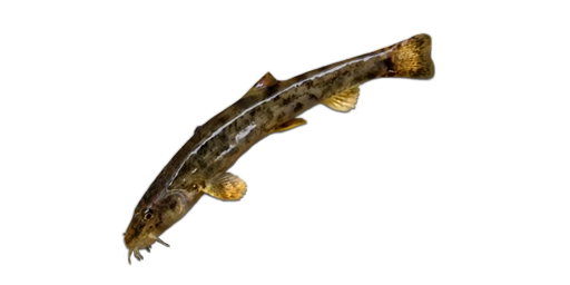 Bachschmerle