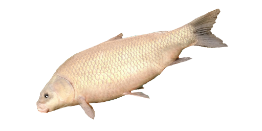 Großmäuliger Büffelfisch