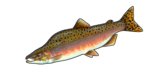 Buckellachs