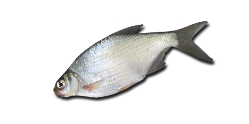 Güster