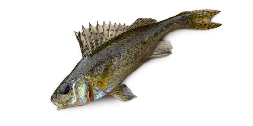 Kaulbarsch