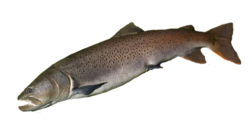 Donaulachs