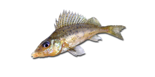 Perkarina