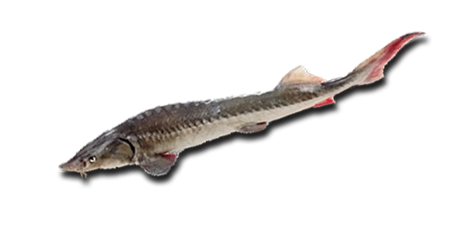 Sibirischer Stör