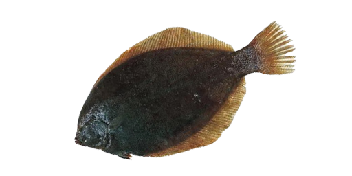 Pazifische Kliesche