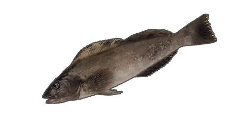 Kohlenfisch