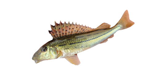 Gestreifter Kaulbarsch