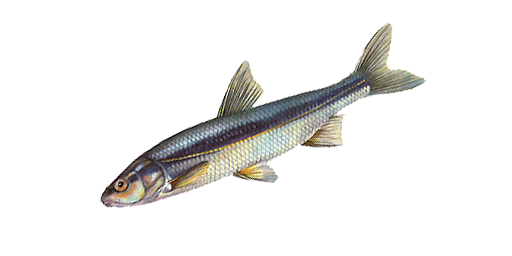 Strömer