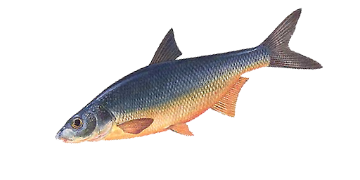 Malamida