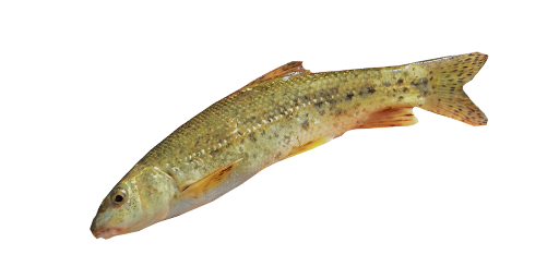 Hundsbarbe