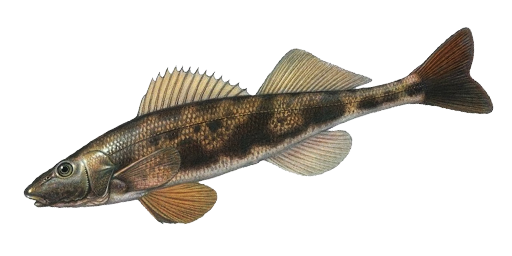 Zingel