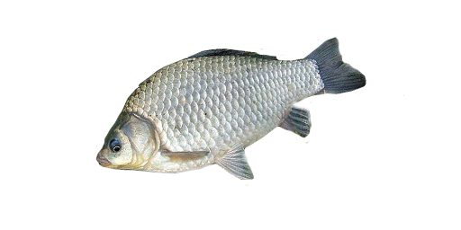 Giebel