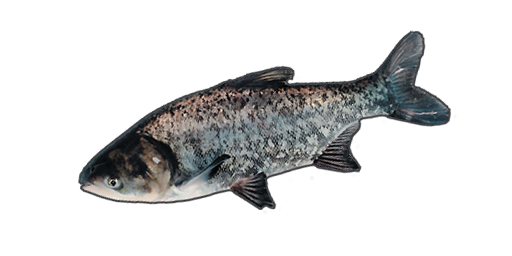 Marmorkarpfen
