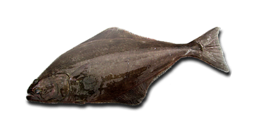 Heilbutt